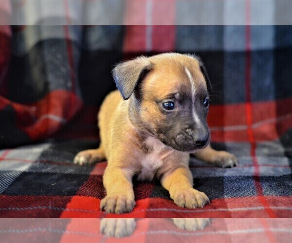 Medium Photo #1 American Pit Bull Terrier-Belgian Malinois Mix Puppy For Sale in NIXA, MO, USA