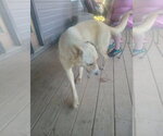 Small #2 Golden Pyrenees