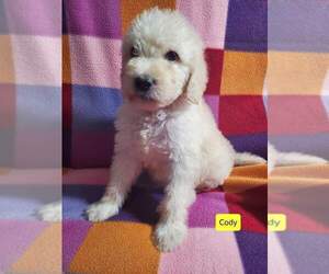 Double Doodle Puppy for sale in AIKEN, SC, USA