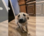 Small Labrador Retriever Mix