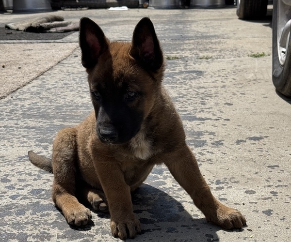 Medium Photo #2 Malinois Puppy For Sale in MADERA, CA, USA