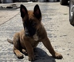 Small #1 Malinois