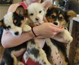 Pembroke Welsh Corgi Puppy for sale in MILTON, WI, USA