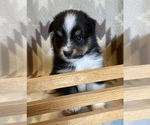 Small #6 Shel-Aussie