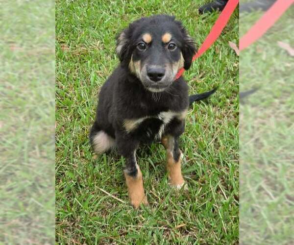 Medium Photo #2 German Shepherd Dog-Unknown Mix Puppy For Sale in Brewster, NY, USA
