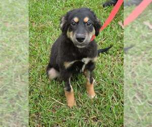 Trixie - Female German Shepherd Dog-Unknown Mix Dog for Adoption - Photo #2