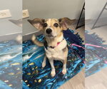 Small #1 Beagle Mix