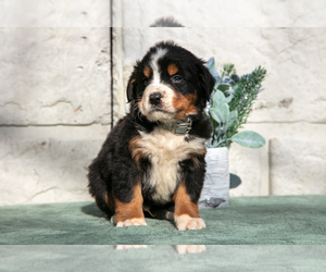 Medium Bernese Mountain Dog