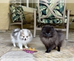 Small Photo #13 Pomeranian Puppy For Sale in WINDERMERE, FL, USA