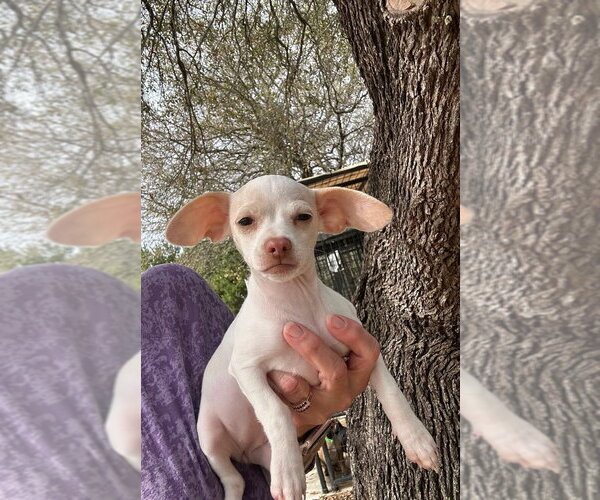 Medium Photo #1 Cheagle Puppy For Sale in Oak Bluffs, MA, USA