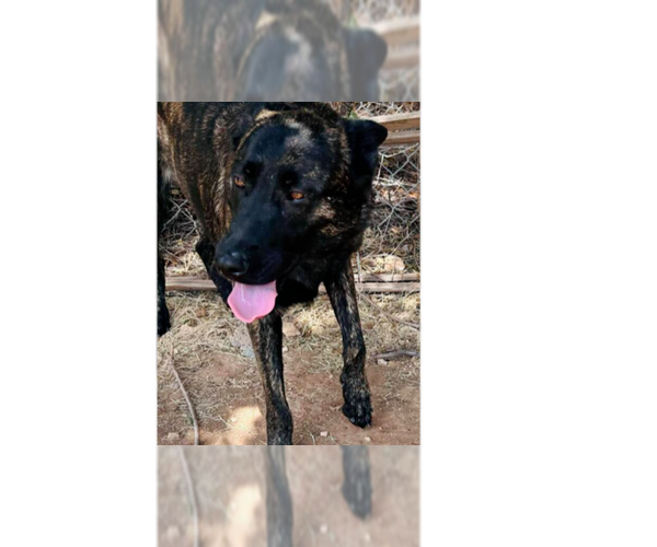 Medium Photo #2 - Mix Puppy For Sale in Imlay City, MI, USA