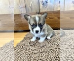 Small Photo #6 Pembroke Welsh Corgi Puppy For Sale in ROCK VALLEY, IA, USA