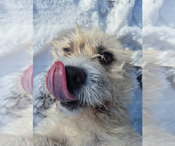 Medium Photo #14 Cairn Terrier-Unknown Mix Puppy For Sale in Techny, IL, USA