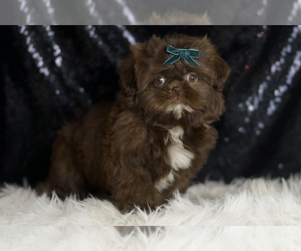 Medium Photo #3 Shih Tzu Puppy For Sale in WARSAW, IN, USA