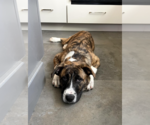 Small #4 Mutt