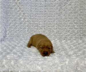 Golden Retriever Puppy for Sale in RITTMAN, Ohio USA