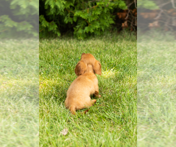 Medium Photo #10 Dachshund Puppy For Sale in MILFORD, IN, USA