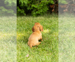 Small #9 Dachshund