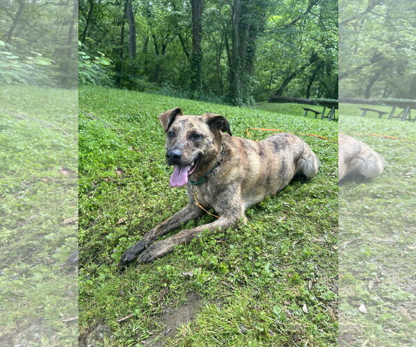 Medium Photo #3 German Shepherd Dog-Unknown Mix Puppy For Sale in Lancaster, PA, USA