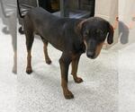 Small Doberman Pinscher Mix