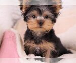 Small Photo #3 Yorkshire Terrier Puppy For Sale in FULLERTON, CA, USA