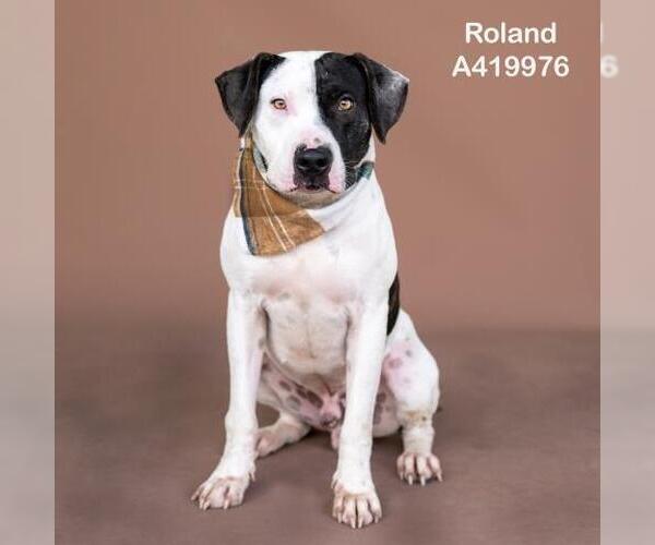 Medium Photo #2 Plott Hound-Unknown Mix Puppy For Sale in Conroe, TX, USA