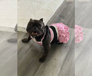 Minnow - Female Bulldog-Unknown Mix Dog for Adoption - Photo #3