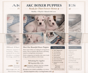 Boxer Puppy for sale in FAYETTEVILLE, GA, USA