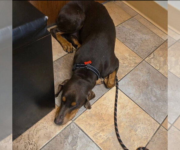 Medium Photo #8 Doberman Pinscher Puppy For Sale in Minneaoplis, MN, USA