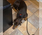 Small #7 Doberman Pinscher