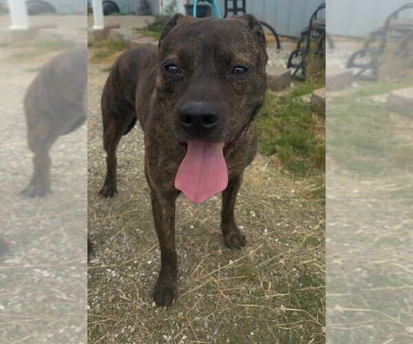 Medium Photo #2 Mutt Puppy For Sale in Evansville, IN, USA