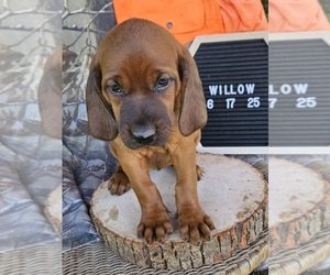 Medium Redbone Coonhound