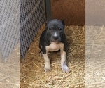 Puppy 6 American Pit Bull Terrier