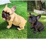 Small French Bulldog