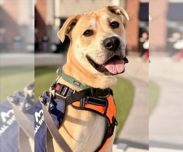 Medium Photo #3 Staffordshire Bull Terrier-Unknown Mix Puppy For Sale in Woodland, CA, USA