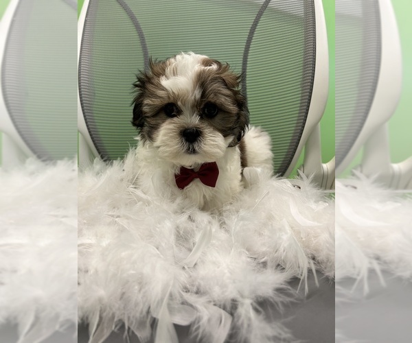Medium Photo #1 Mal-Shi Puppy For Sale in RANDOLPH, MA, USA