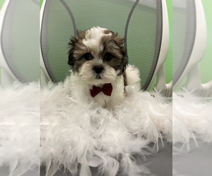 Mal-Shi Puppy for sale in RANDOLPH, MA, USA