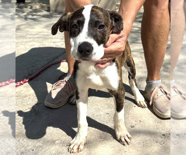 Medium Photo #1 American Pit Bull Terrier-Unknown Mix Puppy For Sale in Calgary, Alberta, Canada
