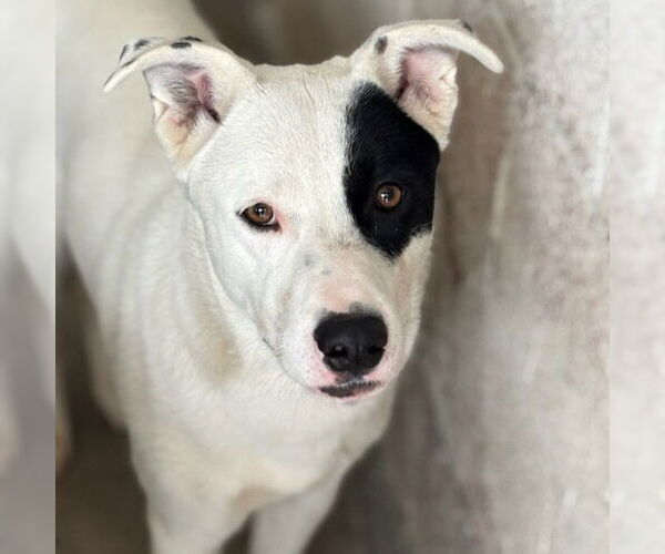 Medium Photo #2 Mutt Puppy For Sale in San Bernardino, CA, USA