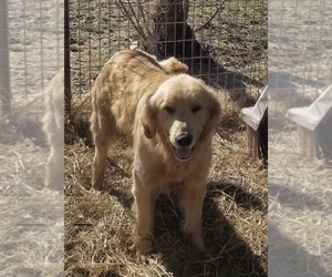 Father of the Golden Retriever puppies born on 09/12/2020