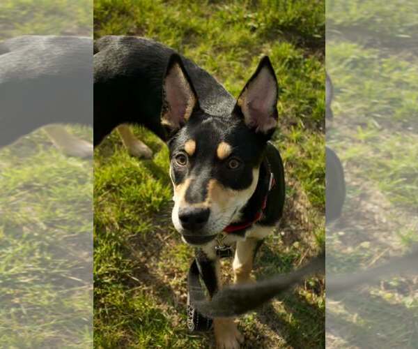 Medium Photo #5 Mutt Puppy For Sale in Pottstown, PA, USA