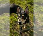 Small #4 Mutt