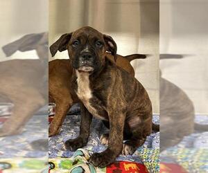 Boxer Dogs for adoption in Sugar Land, TX, USA