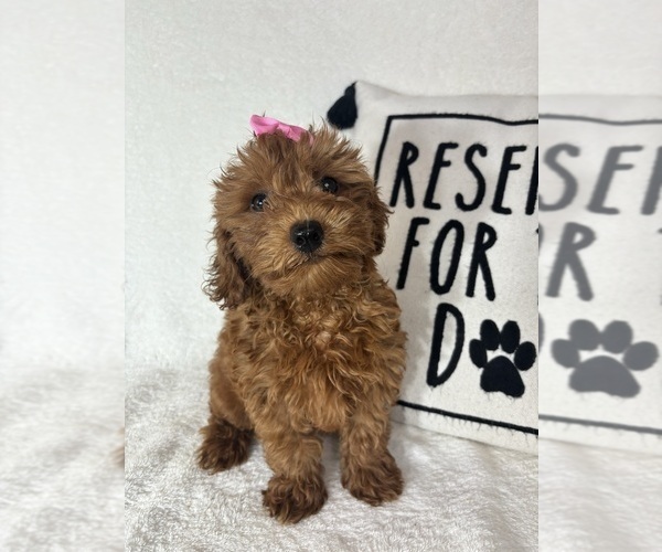Medium Photo #3 Goldendoodle (Miniature) Puppy For Sale in GREENFIELD, IN, USA