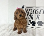 Small #2 Goldendoodle (Miniature)