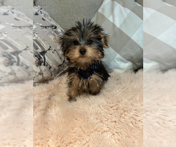 Medium Photo #6 Yorkshire Terrier Puppy For Sale in PALMDALE, CA, USA