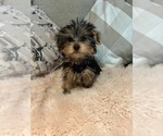 Small #5 Yorkshire Terrier