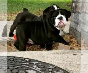 Bulldog Puppy for sale in DICKINSON, TX, USA