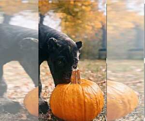 Cane Corso Puppy for Sale in OSSEO, Wisconsin USA