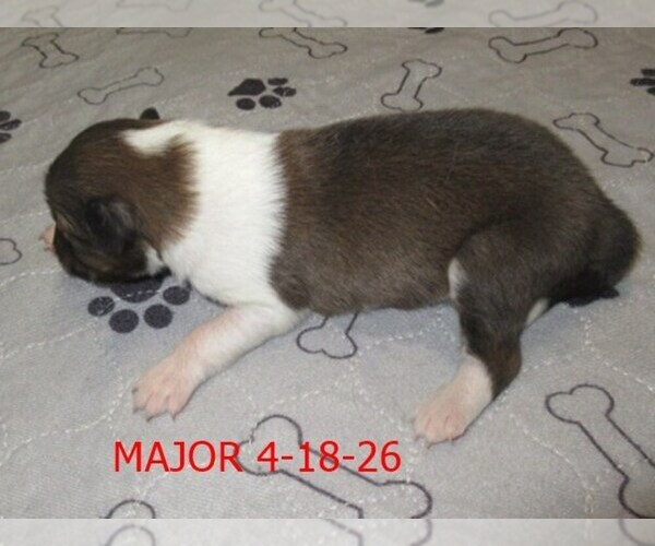 Medium Photo #2 Shetland Sheepdog Puppy For Sale in SOLON, ME, USA